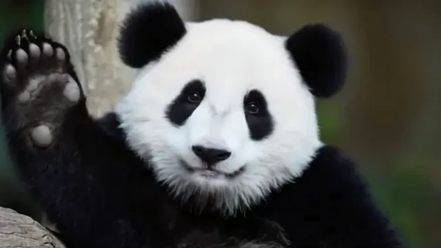 Talking Animals AI - Generator Video Hewan Berbicara Online Gratis
